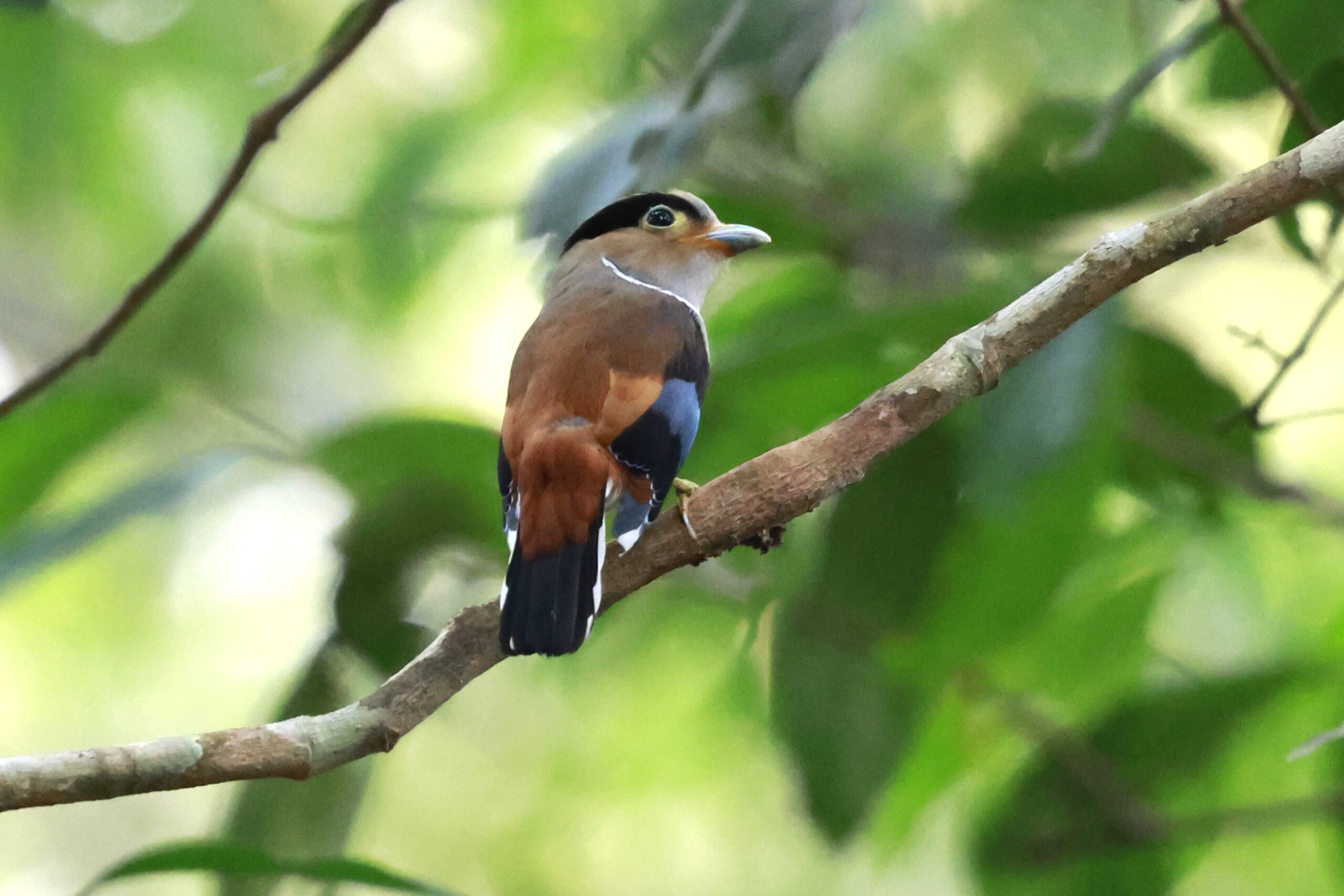 Cambodia Birding & Nature