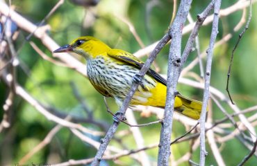 Black naped Oriole