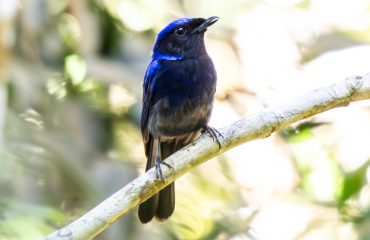 Large Niltava-male