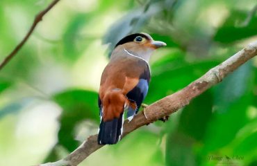 Silver breasted broadbill