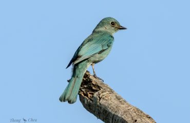 Verditer Flycatcher