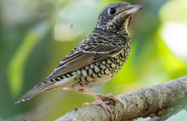 White-throated rock thrush-female